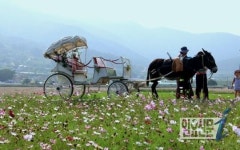거제시, 가을 코스모스 꽃 축제 개막
