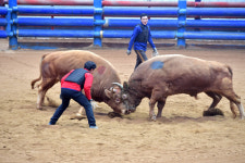 청도소싸움, 올 시즌 102일, 1224 경기…성공리 마무리  
