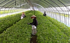 금산 추부 깻잎 매출액 500억원 돌파