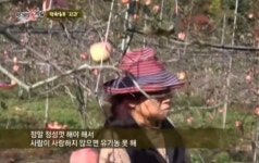 먹거리X파일 착한농부 사과, 소백산에서 닭으로 키워 한해 100박스만