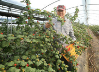 김해시,  ‘대포천 산딸기’ 본격 출하