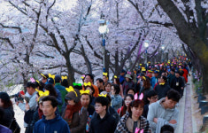 벚꽃 만개한 경주보문 호반길, 3천명 함께 걸으며 성황