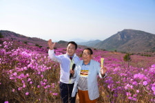 참 좋은날, 꽃길만 걷자! 달성군 비슬산 참꽃문화제 22일 개최