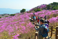 대구 달성군, 비슬산 참꽃문화제 주말까지 절정 