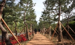 영등포구, 자원순환센터에  ‘소나무숲길’  조성