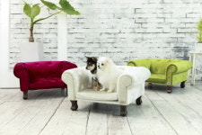 몽스데이, 강아지 쇼파 신제품 출시