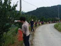 대전서구, 갑천누리길 매실 따기 행사 