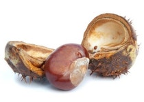 밤처럼 생긴 마로니에 열매, 먹지마세요