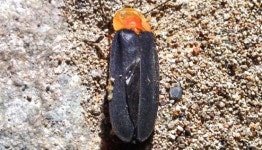 기장군, 장안사 계곡에서 늦반딧불이 집단서식지 발견