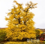 양평 용문산관광지, 경기도 유망 관광10선 선정