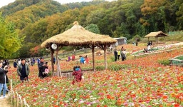 [포토] 평화로운 횡성한우축제장 