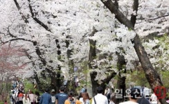 화려한 벚꽃향연...경기도 “벚꽃축제 ‘낭만산책’ 함께해요”