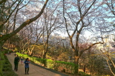 성남의 대표적 마을 축제, “벚꽃 속 벌터산 축제 열린다” 