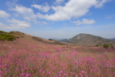 달성군, ‘제22회 비슬산참꽃문화제’ 개최