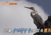 세상에 이런일이 미꾸라지 훔쳐 먹는 왜가리, 볼링 신동, 볼펜 초정밀 화가 등