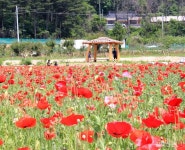  [포토] 원주 용수골 마을에 활짝 핀 양귀비