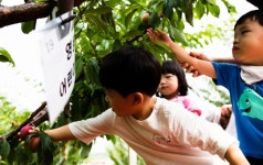  영동군 과일나라테마공원 운영 