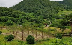대전시, 단재 신채호선생 생가지 주변 조림