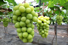 경북농기원, 유럽종 포도품종 재배 농가… 농가소득 16.9%↑