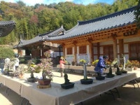 천년 고찰 부산 기장 장안사, 국화 향기로 물들다 