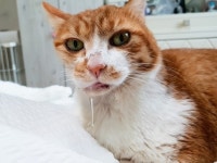 캣맘의 성지 부천 동물병원, 노랭이 의료사고 후 커지는 의혹