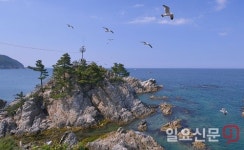   삼척시 시조(市鳥) 갈매기 집단번식지 보호구역 만든다