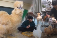 세상에 이런일이 샤모, 은수남, 라이트 브라마, 실버레이스드 오핑턴 희귀 닭을 사랑하는 남자
