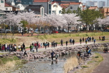 [김해시 브리핑] 활짝 핀 벚꽃과 함께한 대청천 슬로걷기 대회 外
