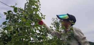 [경북군정] 영덕군 산림자원과·남정면사무소 농촌일손 돕기 나서  外