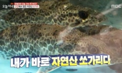 생방송 오늘저녁 단양 자연산 쏘가리, 한별의 맑은 매운탕 레시피 공개