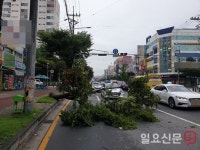 청주시 상당구 용암동 건영사우나 앞 4m 가로수 도로로 쓰러져교통 혼잡
