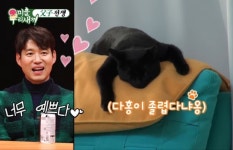 미운우리새끼 유준상, 박수홍 반려묘 다홍이 참돔 습격에 귀여워