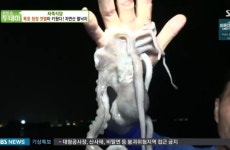 생방송 투데이 자족식당, 목포 무안 펄낙지 전문점 힘 좋아 망치도 들어