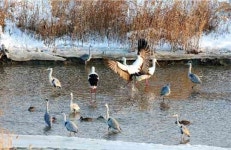 전북 고창에서 황새 60여 마리 발견 화제