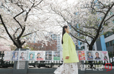 벚꽃 만개한 봄 민심은 어디
