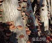 제주표고버섯, 지속가능한 미래 성장산업으로 육성한다