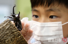 장수풍뎅이 만져보는 어린이