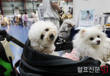반려견과 서울펫쇼 나들이
