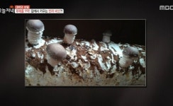 생방송 오늘저녁 의령 반려버섯 재배 키드 가능한 배지로 연매출 9억 대박