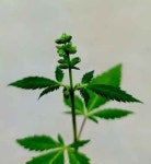 경북농기원, 채종용 대마 파종 시기 찾아내