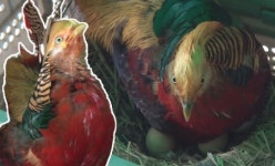 세상에 이런일이 알 품는 수컷 금계, 직접 만든 전기 바이크 타고 누비는 자작 라이더 출연