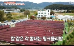 생방송 오늘저녁 커피 한잔할래요, 춘천 핑크뮬리 카페 직접 기른 작물로 메뉴