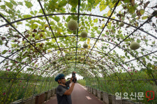 하늘공원 조롱박