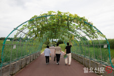 하늘공원 수세미 터널