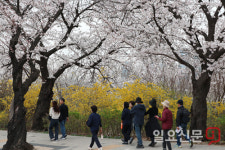 이상기온 현상에 함께 핀 개나리와 벚꽃