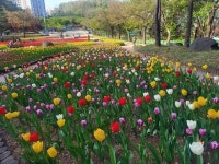 튤립 가득한 의정부로 오세요