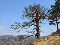 남부산림청, 울진 대왕소나무 사후 관리 주민설명회 열어