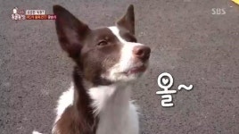 동물농장 광순이 꼬리가 떨어진 건..심리적 안정?