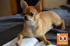 하트독, 애견동반 가능 인기 갤러리 카페 정보 공개