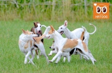 하트독, 인기 애견운동장 추천…반려견과의 상쾌한 봄맞이